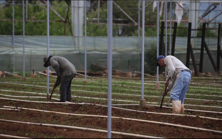 Junto con Danone, Grupo Altex creó el programa Madre Tierra para apoyar la sustentabilidad a través de mejores técnicas y prácticas. EL INFORMADOR/Archivo