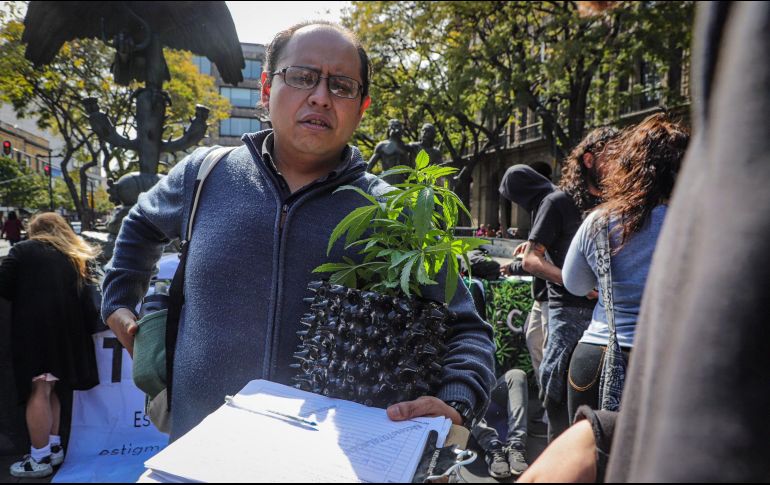 Recientemente el Senado de República aprobó, en lo general, el dictamen que dio el primer paso para el uso lúdico de la marihuana. NTX / ARCHIVO