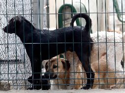 Se recomienda llevar al pie de la letra el cuadro básico de vacunación de los animales, mantenerlos limpios y mantener limpios sus utensilios. EL INFORMADOR / ARCHIVO