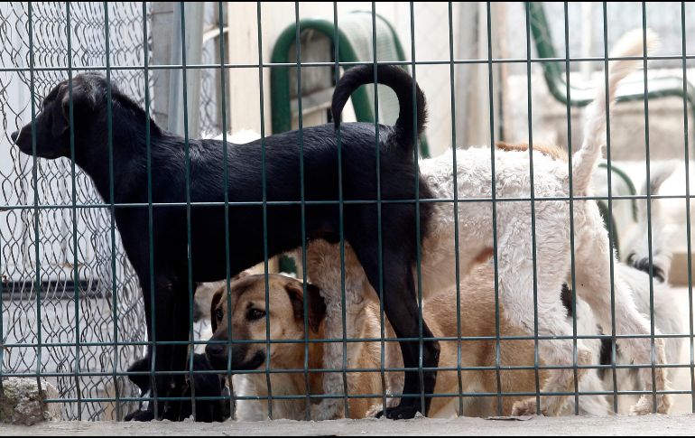 Se recomienda llevar al pie de la letra el cuadro básico de vacunación de los animales, mantenerlos limpios y mantener limpios sus utensilios. EL INFORMADOR / ARCHIVO