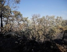 El personal que trabaja en el Bosque atenderá las recomendaciones emitidas por el Gobierno del Estado, con el uso constante de gel antibacterial. EL INFORMADOR / ARCHIVO