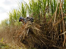 A partir de 2014, el país vecino demandó a México por supuesto dumping e impuso aranceles que hacían casi imposible exportar hacia Norte América. EL INFORMADOR / ARCHIVO