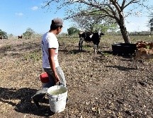 En el Estado se registran hasta 307 denuncias por el delito de robo de ganado. EFE / ARCHIVO