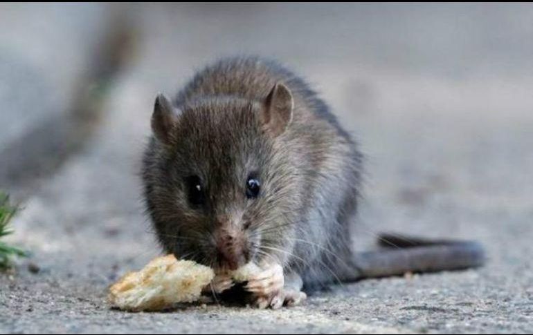 La persona murió en la provincia de Yunnan, ubicada a los pies del Himalaya. ARCHIVO