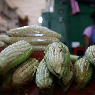 El Senado avala ley de protección al maíz mexicano