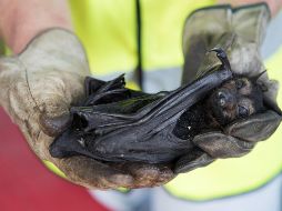 La Sefor en Perú logró recuperar al menos unos 200 murciélagos para su resguardo. EFE / ARCHIVO