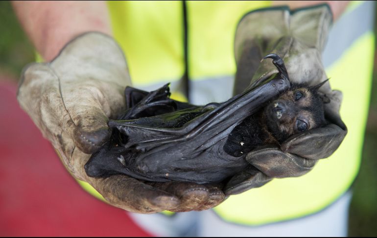 La Sefor en Perú logró recuperar al menos unos 200 murciélagos para su resguardo. EFE / ARCHIVO