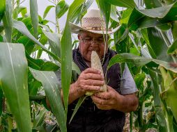 Tototlán, La Barca, Jamay, Zapotlán del Rey y Tlajomulco de Zúñiga, son los municipios con mayor producción de maíz en Jalisco. NTX / ARCHIVO