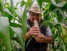 Tototlán, La Barca, Jamay, Zapotlán del Rey y Tlajomulco de Zúñiga, son los municipios con mayor producción de maíz en Jalisco. NTX / ARCHIVO