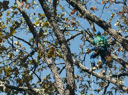 La poda de ramas infestadas no rebasó un porcentaje mayor a 25 % de la copa del árbol. ESPECIAL