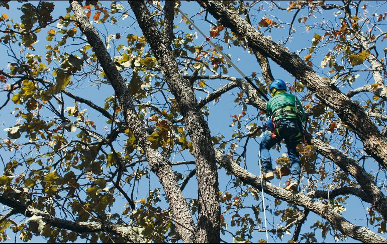 La poda de ramas infestadas no rebasó un porcentaje mayor a 25 % de la copa del árbol. ESPECIAL