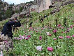 Detallan que la siembra de amapola se redujo debido a que los grupos criminales están optando cada vez por las drogas sintéticas como el fentanilo. NTX/ARCHIVO