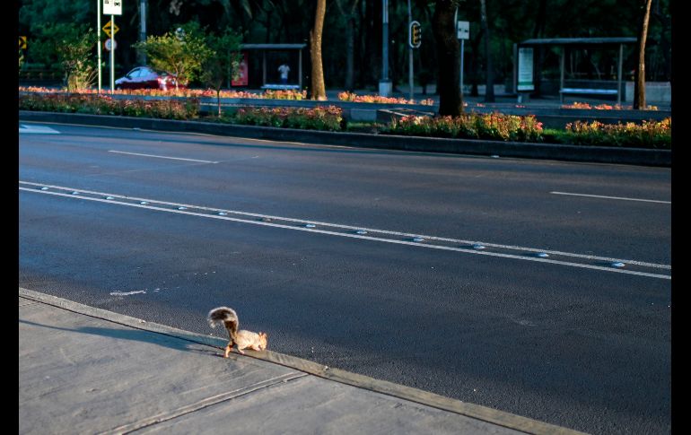 Una ardilla en una calle desierta en Ciudad de México. AFP/P. Pardo