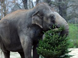 Los elefantes, que pueden llegar a pesar más de tres toneladas y superar los dos metros y medio de altura, consume entre 200 y 300 kilogramos de comida al día. EFE / ARCHIVO