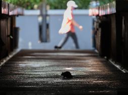 El contagio se produce a través del contacto humano con heces, orina o saliva de algunos tipos de roedores que albergan el virus. AFP/ARCHIVO