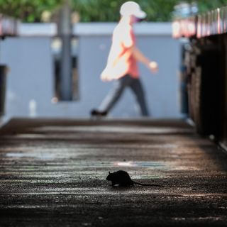 El hantavirus no es una nueva epidemia ni viene de China