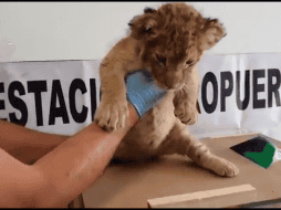 El cachorro fue puesto a disposición del Agente del Ministerio Público Federal. ESPECIAL / @GN_MEXICO_