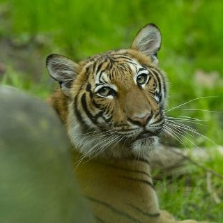 Coronavirus en EE.UU: un tigre del zoológico del Bronx, en Nueva York, da positivo por covid-19