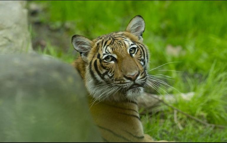 Uno de los tigres malayos del zoológico del Bronx en Nueva York. GETTY IMAGES
