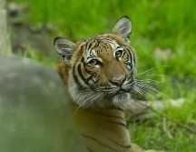 Uno de los tigres malayos del zoológico del Bronx en Nueva York. GETTY IMAGES