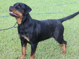 SANOS. Es vital que tu mascota no sufra por el cambio de dinámica. ESPECIAL