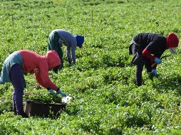 El Mandatario explica que de un padrón de cinco millones de solicitantes que se hizo cuando se levantó el censo del bienestar, se seleccionará al millón de beneficiarios. EFE / I. Mejía