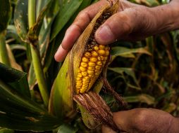 López Obrador anunció que está por iniciar la cosecha de maíz “del de mejor calidad, de Sinaloa y de Sonora, porque tomamos el acuerdo de darles una compensación a los productores”. EL INFORMADOR / ARCHIVO
