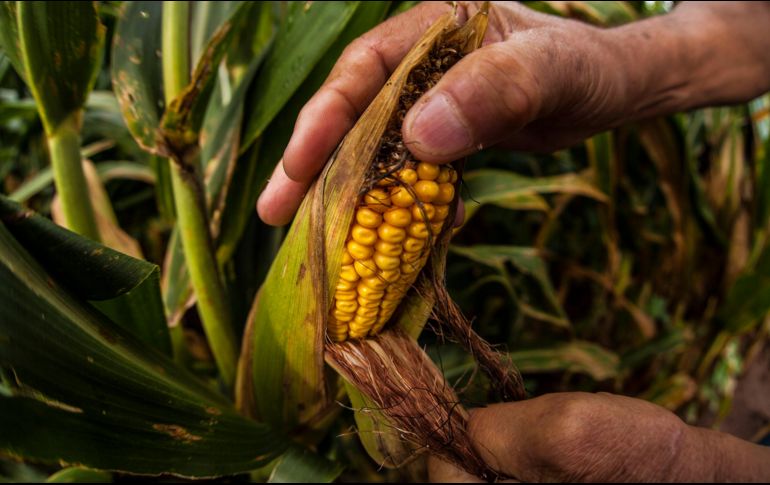 López Obrador anunció que está por iniciar la cosecha de maíz “del de mejor calidad, de Sinaloa y de Sonora, porque tomamos el acuerdo de darles una compensación a los productores”. EL INFORMADOR / ARCHIVO