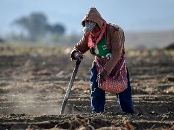 El programa bilateral da trabajo a más de 27 mil agricultores mexicanos. AFP/ARCHIVO