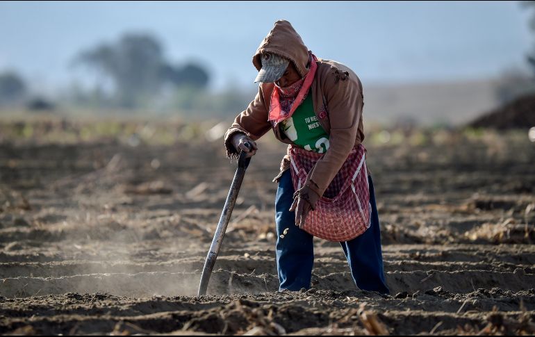El programa bilateral da trabajo a más de 27 mil agricultores mexicanos. AFP/ARCHIVO