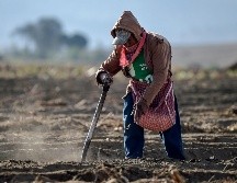 El programa bilateral da trabajo a más de 27 mil agricultores mexicanos. AFP/ARCHIVO