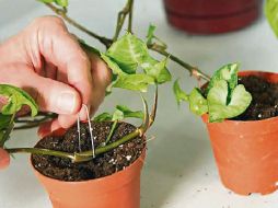 ENTRETENIMIENTO. Las plantas también son una terapia ocupacional. ESPECIAL