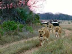 La Reserva Privada de Ngala puede disfrutarse a través de YouTube. @andbeyondtravel