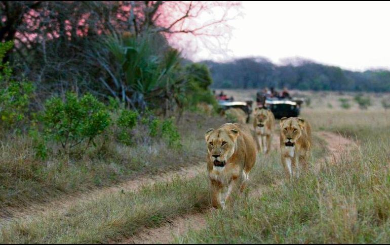 La Reserva Privada de Ngala puede disfrutarse a través de YouTube. @andbeyondtravel