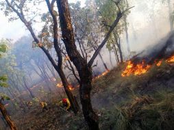 En el contexto nacional Jalisco ocupa el séptimo lugar en incendios forestales con 52 incendios al 2 de abril. ESPECIAL / Semadet