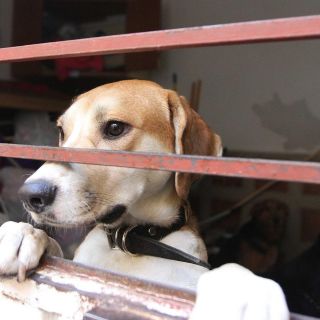 Ofrecen pensión gratuita para mascotas de médicos durante la contingencia