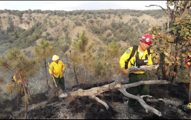 La disminución también se dio en el bosque La Primavera. EL INFORMADOR/Archivo