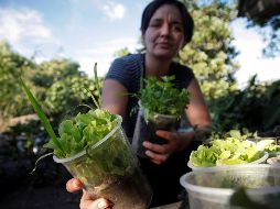 En las últimas semanas decenas de personas han buscado la manera de sembrar en sus casas. EFE / F. Guasco