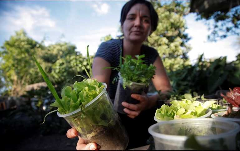 En las últimas semanas decenas de personas han buscado la manera de sembrar en sus casas. EFE / F. Guasco