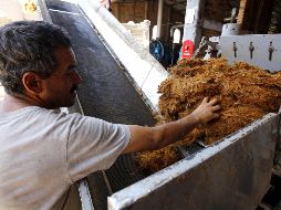 El bagazo de agave es sometido a procesos químicos para eliminar componentes como ligninas, hemicelulosa y extractivos. AFP / ARCHIVO