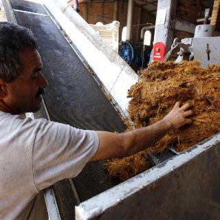 La UdeG desarrolla membrana de agave capaz de purificar agua