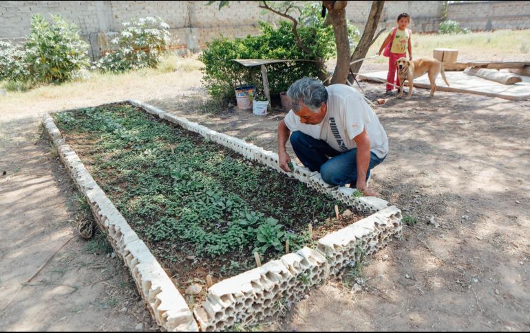Como la pandemia afectó la fuente principal de ingresos de Nabor, él ahora dedica su tiempo a un huerto en la Colonia Lomas del Centinela. EL INFORMADOR/G. Gallo