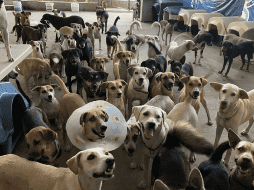 El albergue puede recibir 