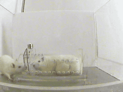 Los investigadores también han modificado la genética de los animales. EFE / ARCHIVO