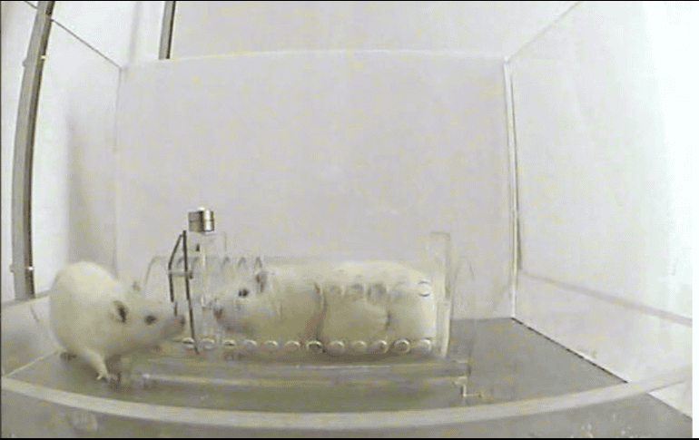 Los investigadores también han modificado la genética de los animales. EFE / ARCHIVO