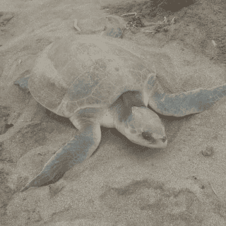 Tortugas lora llegan a playas de Veracruz