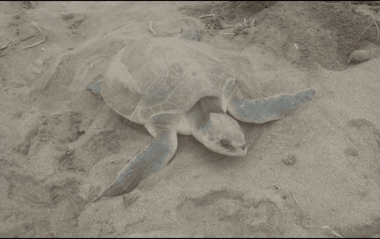 La comisión señaló que en el estado de Veracruz mantienen acciones de conservación para proteger a las tortugas marinas de cinco especies. TWITTER / @CONANP_mx