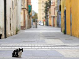 Los dos animales infectados dieron positivo en un laboratorio veterinario privado, el cual envió los resultados a las autoridades estatales y federales. EFE/M. Bruque