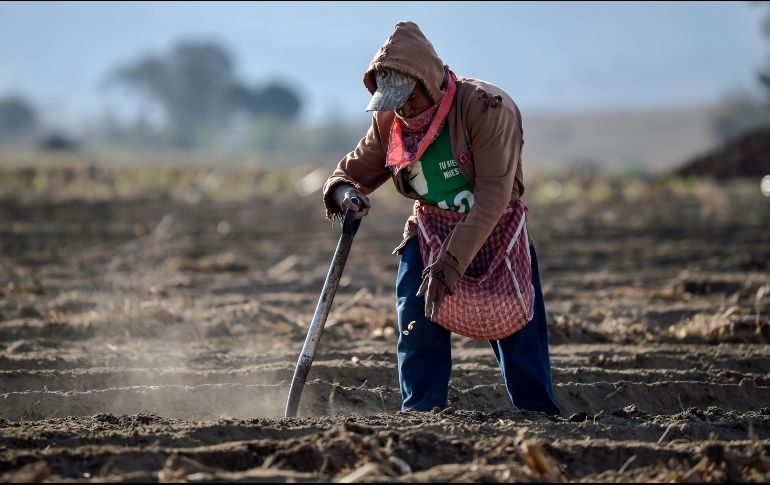 Sobre el inicio del T-MEC, dijo que se llegará a un acuerdo por cuestiones excepcionales, pues el presidente Trump reconoce que ''hay productores agrícolas en EU que requieren de trabajadores mexicanos'', entre otros. AFP / ARCHIVO