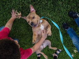 Aunque el confinamiento obligó al cierre de refugios, los llamados que se hicieron para adoptar mascotas tuvieron una respuesta abrumadora. AFP / A. Drehsler